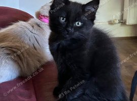 Ragdoll x kittens