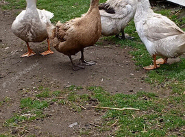 Various Ducks Available