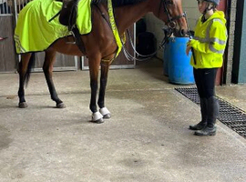 16:2 tb mare