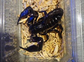 Scorpion
