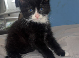 Kitten