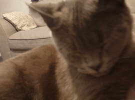 Female British shorthair