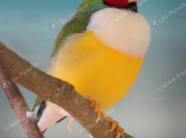 GOULDIAN FINCH FOR SALE