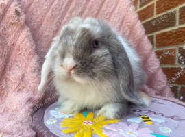 Mini lop boy