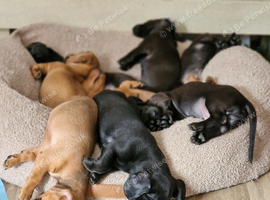3/4 Dachsund x 1/4 Patterdale pups