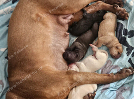 5 beautiful shar pei pups