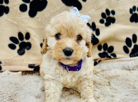 BEAUTIFUL F1 CAVAPOO PUPPIES EXTENSIVELY HEALTH TESTED PARENTS