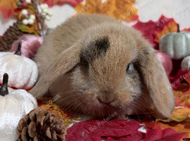 Mini lop and mini plush lop