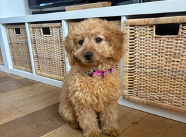 Help rehome our gorgeous girl