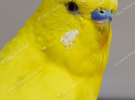 Yellow breeder male