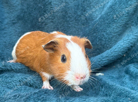 Gorgeous guinea pigs