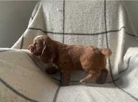 Beautiful Cocker Spaniel Puppies &ndash; 2 Boys & 2 Girls Ready for Loving Homes