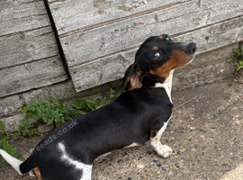 Miniature pie bald dachshund