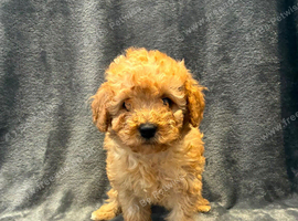 1 girl Toy poodles ready now