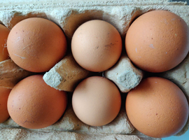 Chicken eggs for hatching in London