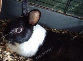 Beautiful female Dutch rabbit