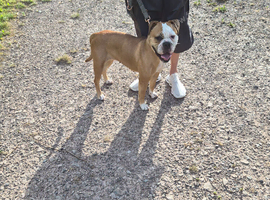 Olde english bulldog bitch
