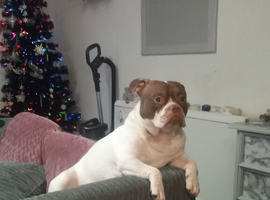 Looking for a female pocket bully