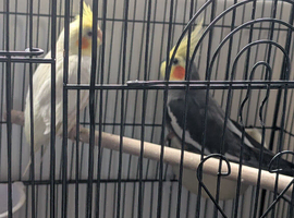 Cockatils
