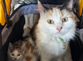 Mixed litter of kittens