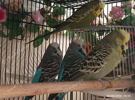 Budgie Birds MALE Adult Boys &pound;25 each x 4 available (must live with another budgie at least)