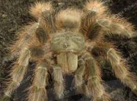 Giant Brazilian blonde tarantula