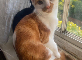 Lovley kittens looking for a new home