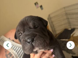 Shar pei puppies for sale