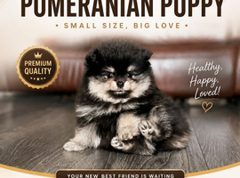 Luxury Pomeranian Puppy Boy