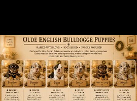 ️Beautiful olde English bulldogs️