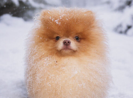 Isabella Pomeranian stud