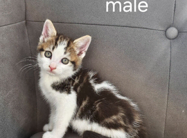 kittens
