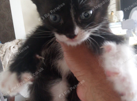 Nice kitten