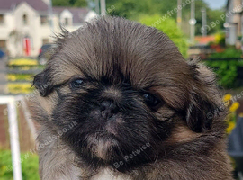 3 Pekingeses Puppies