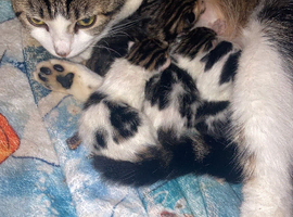 Tabby/Bengal mix kittens