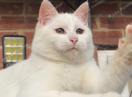 Mixed Turkish Angora White boy
