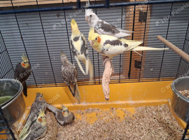 Cockateils