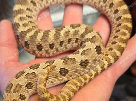 I have baby hognoses ready now.