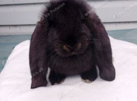 Baby French Lop
