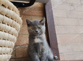 Kittens ready for their new home