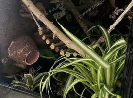 Fully bioactive tank