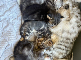Premium Maine coon mixed kittens