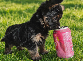 !!! READY NOW!!!! Beautiful miniture pedigree Yorkshire Terrier Puppys