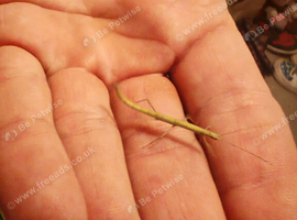 Indian stick insects 2-4 months old very cheap