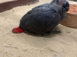 Gorgeous baby handreared African Greys