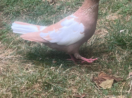 yellow pigeon.