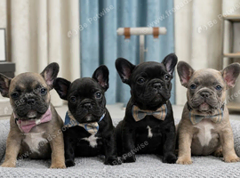 BEAUTIFUL KC REGISTERED FRENCHIES
