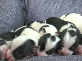Registered Biewer Yorkshire Terrier puppies