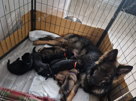 German shepherd puppies