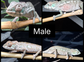 Male and Female baby panther chameleons for sale